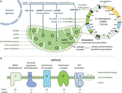 Drosophila as a Model System to Investigate the Effects of Mitochondrial Variation on Innate Immunity